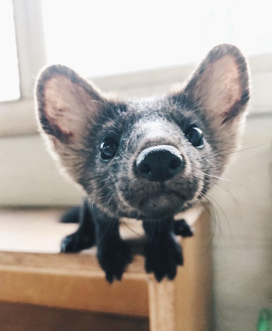 Пушное Звероводство Баргузинский Соболь