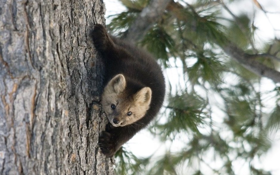 Баргузинский Соболь