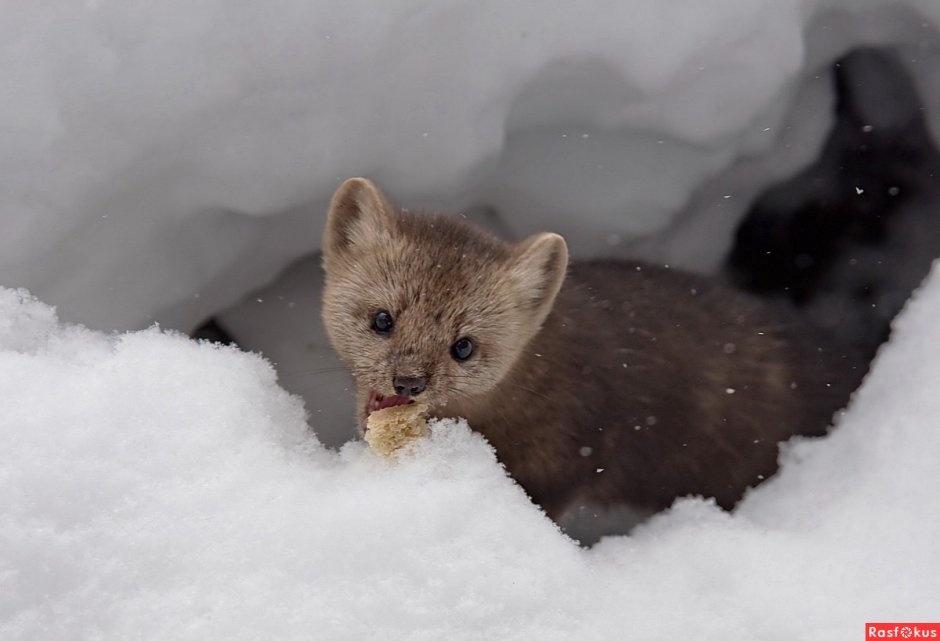 Курильский Соболь