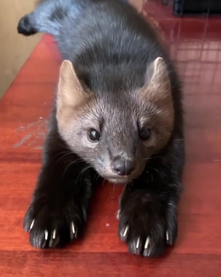 Японские Соболи