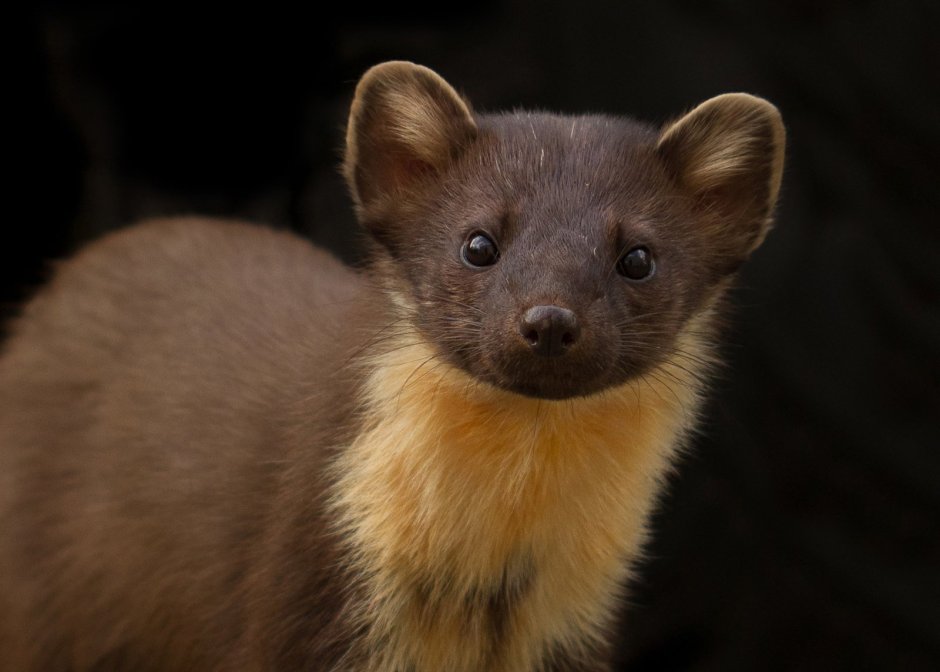 Камчатский Соболь