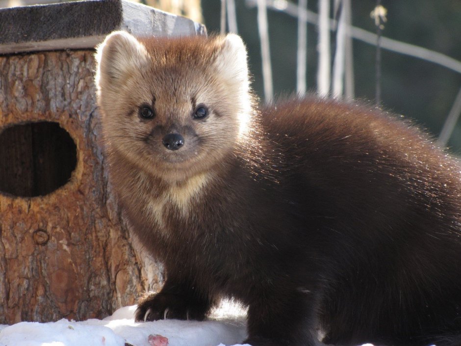 Баргузинский Соболь