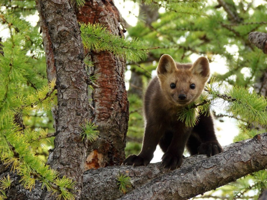 Соболь (зверек сем. Куньих)