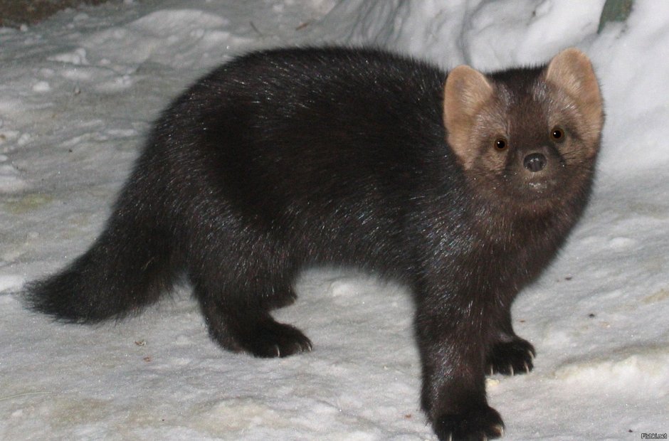 Баргузинский Соболь заповедник Соболь