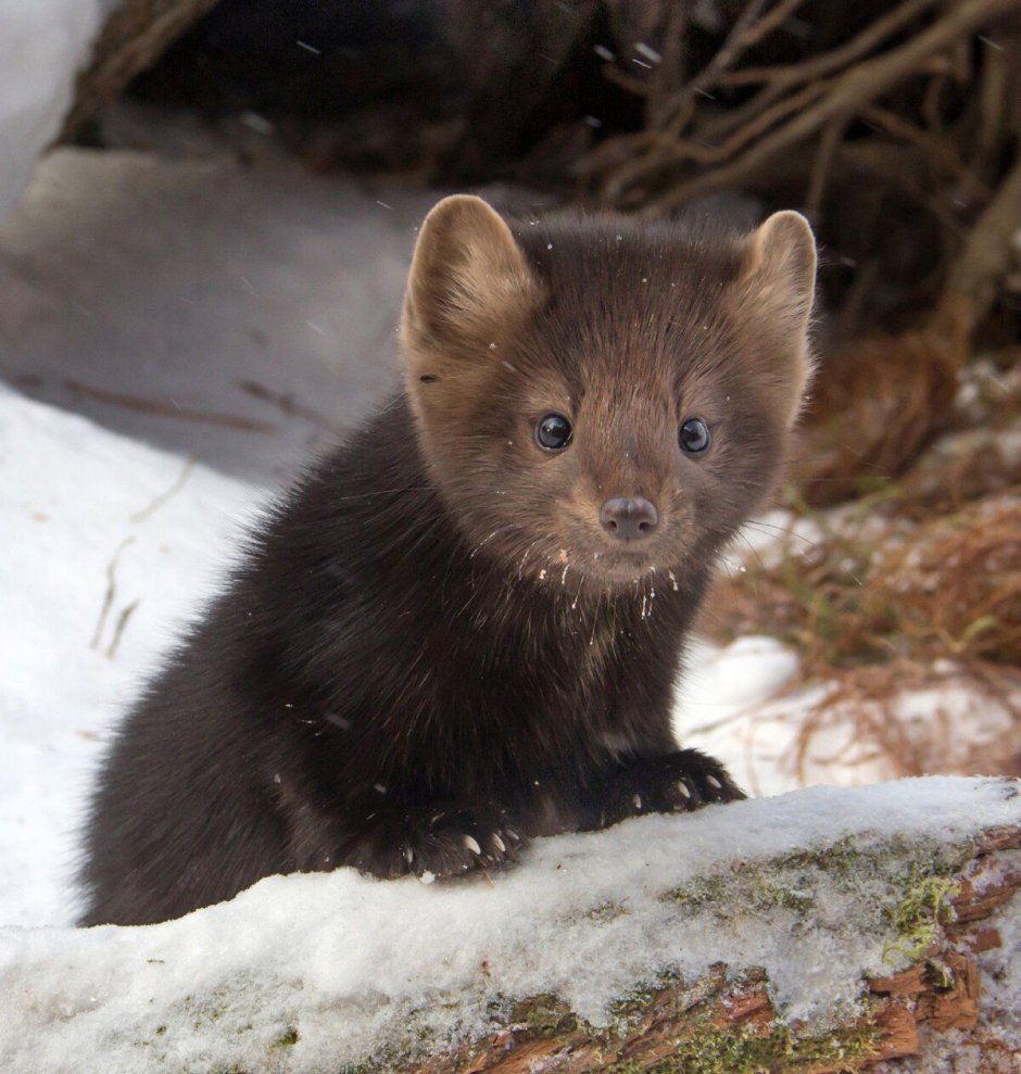 Соболь животное