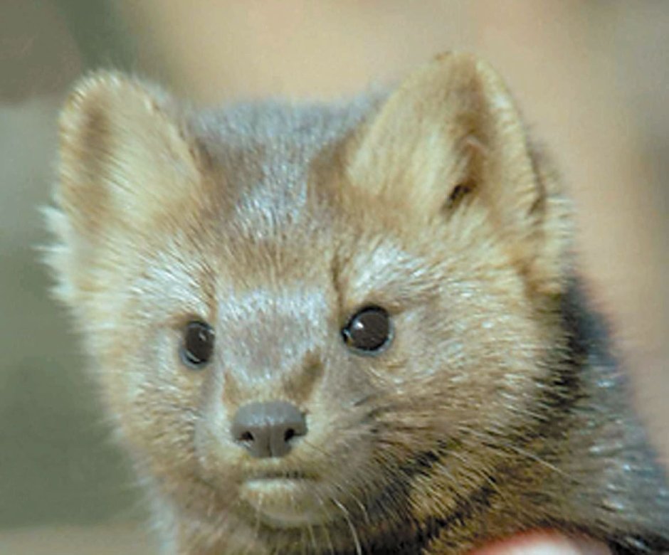 Баргузинский Соболь