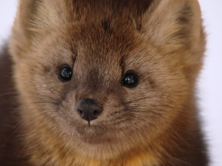 Енисейский Соболь