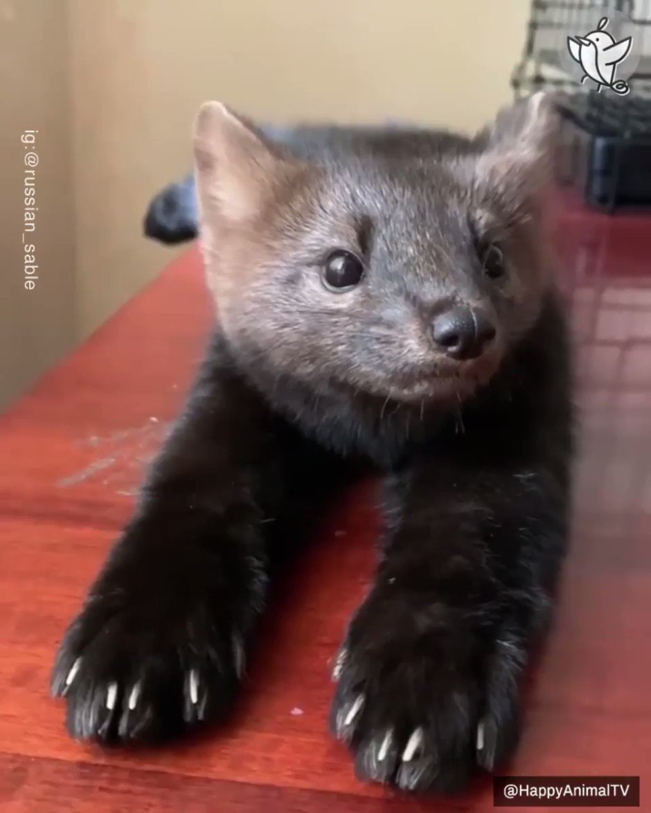 Алтайский заповедник Соболь