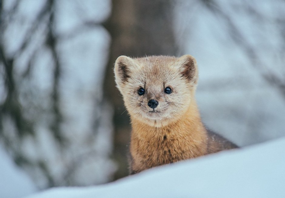 Баргузинский Соболь