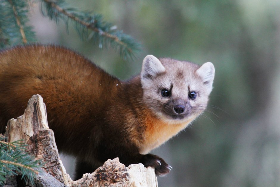 Баргузинский Соболь