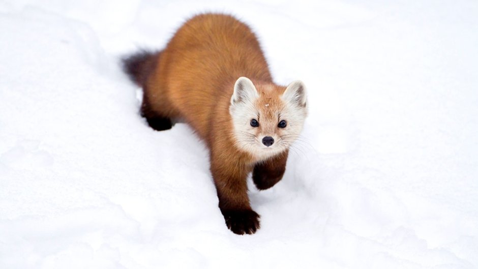 Соболь - martes zibellina