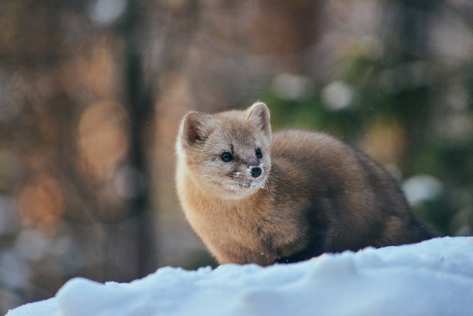 Млекопитающие Западной Сибири