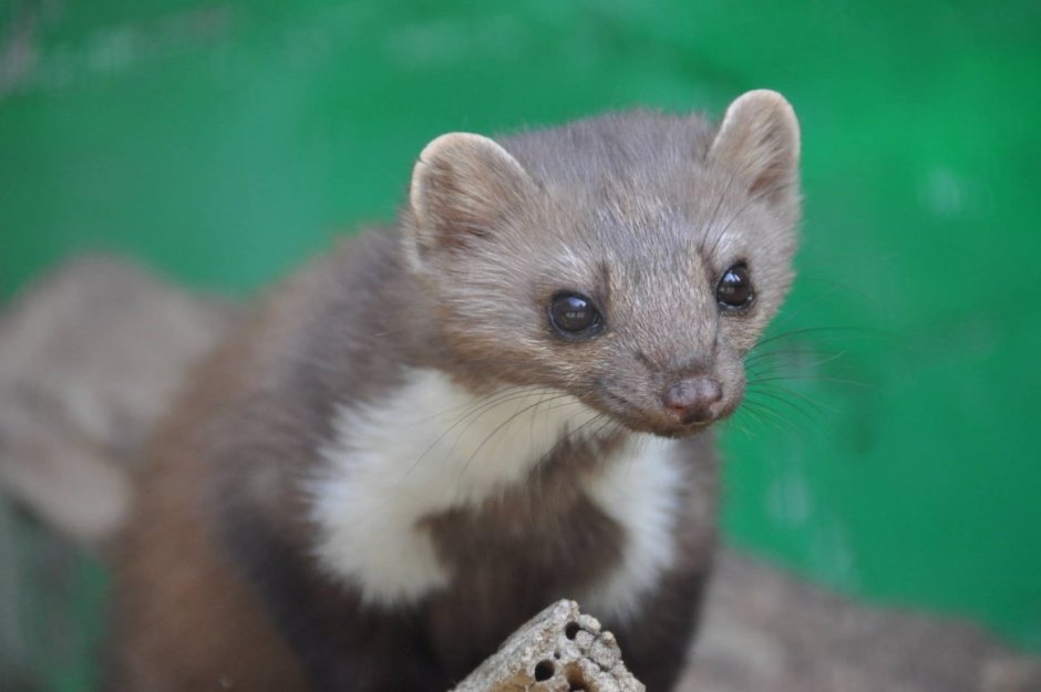 Баргузинский Соболь детеныш