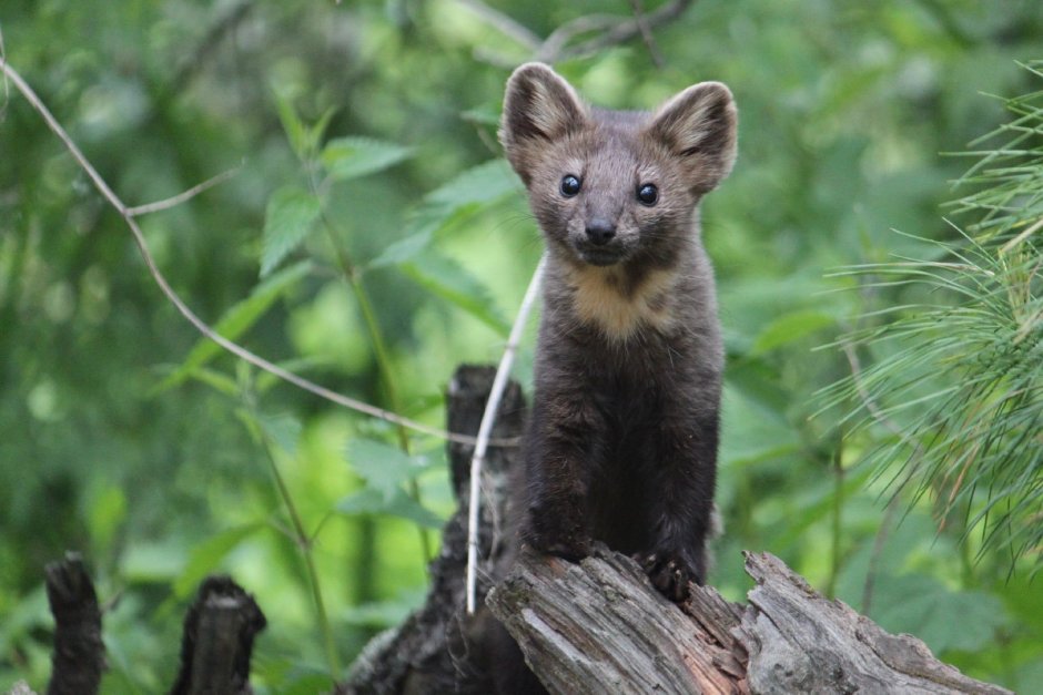 Соболь (зверек сем. Куньих)