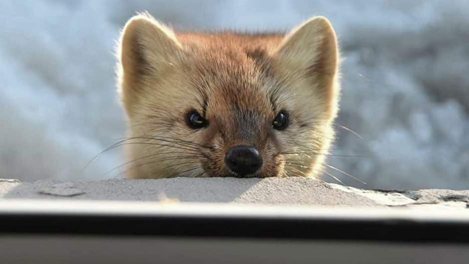 Соболь животное