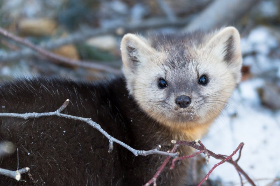 Соболь плато Путорана