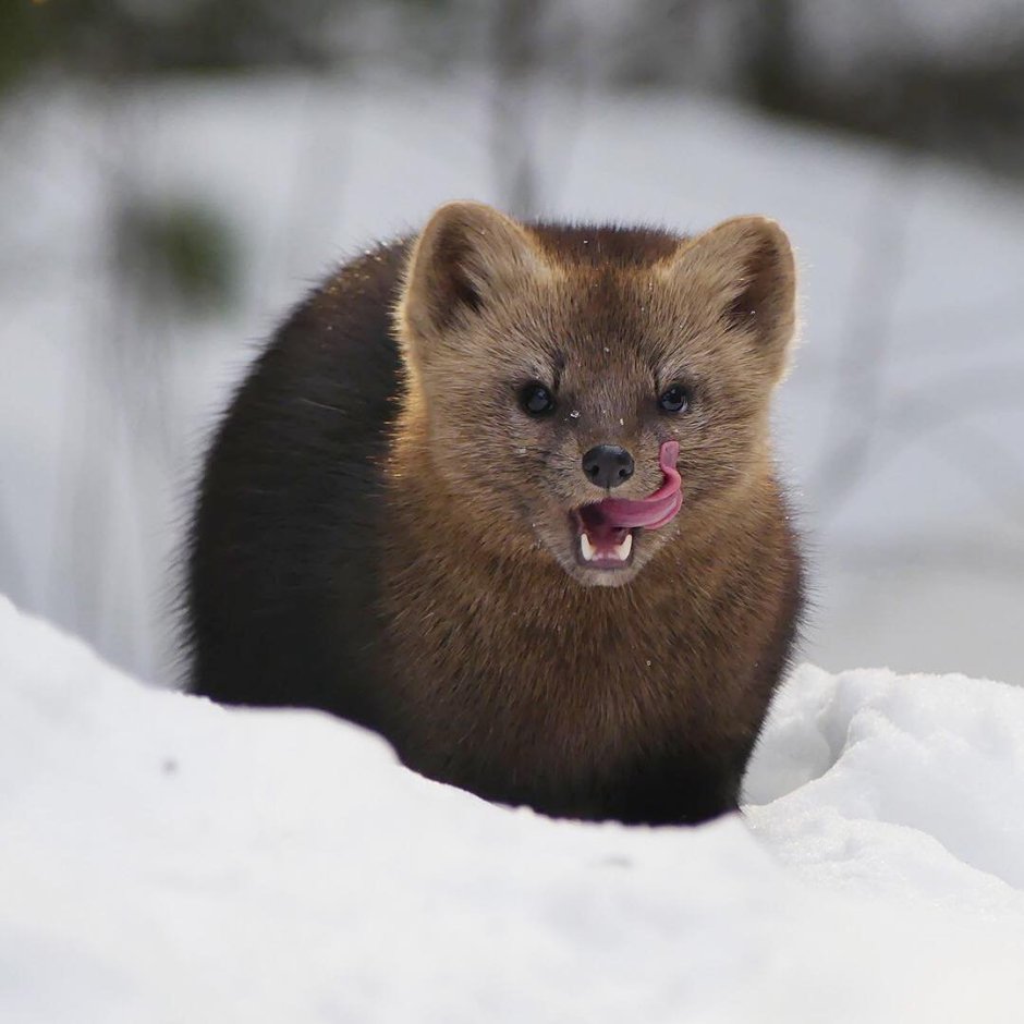 Соболь черный домашний