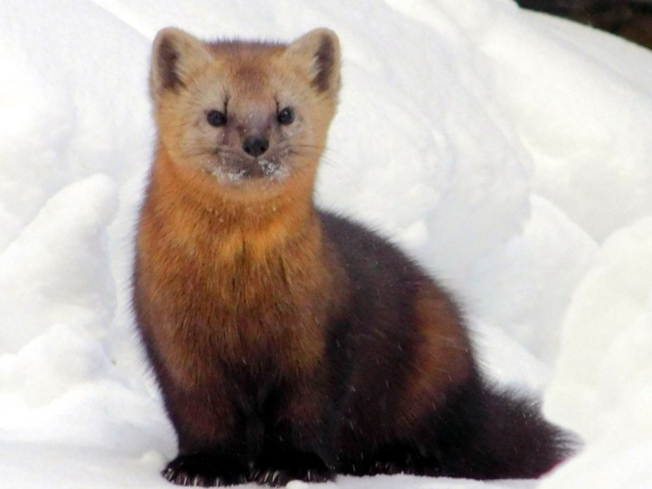 Баргузинский заповедник фауна