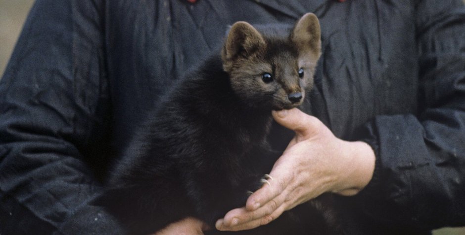 Байкальский Баргузинский Соболь