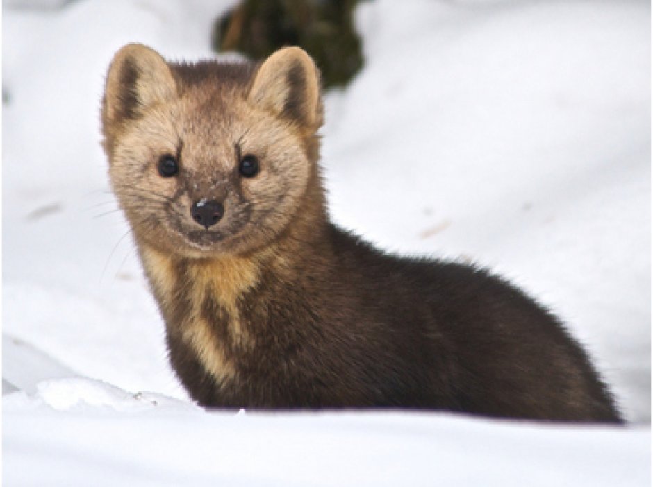 Баргузинский Соболь