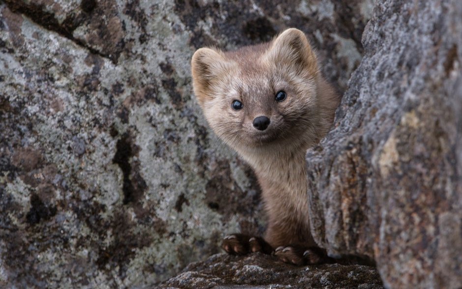Харза Уссурийская куница