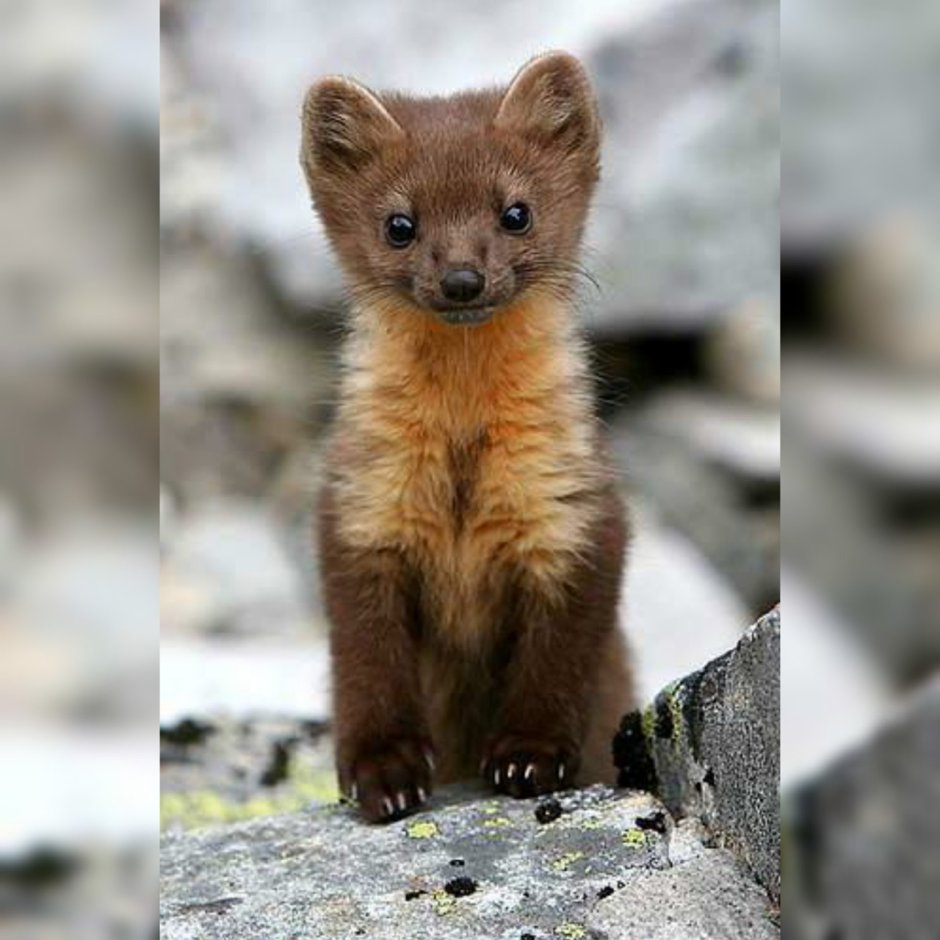 Белый Баргузинский Соболь