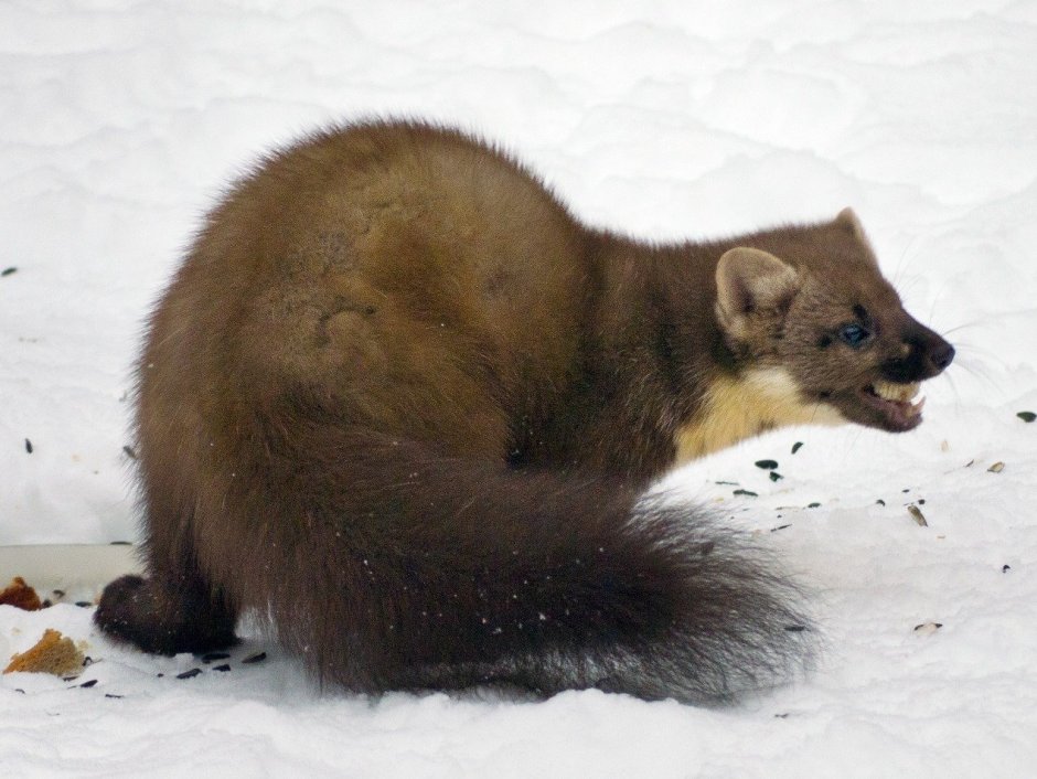 Баргузинский Соболь