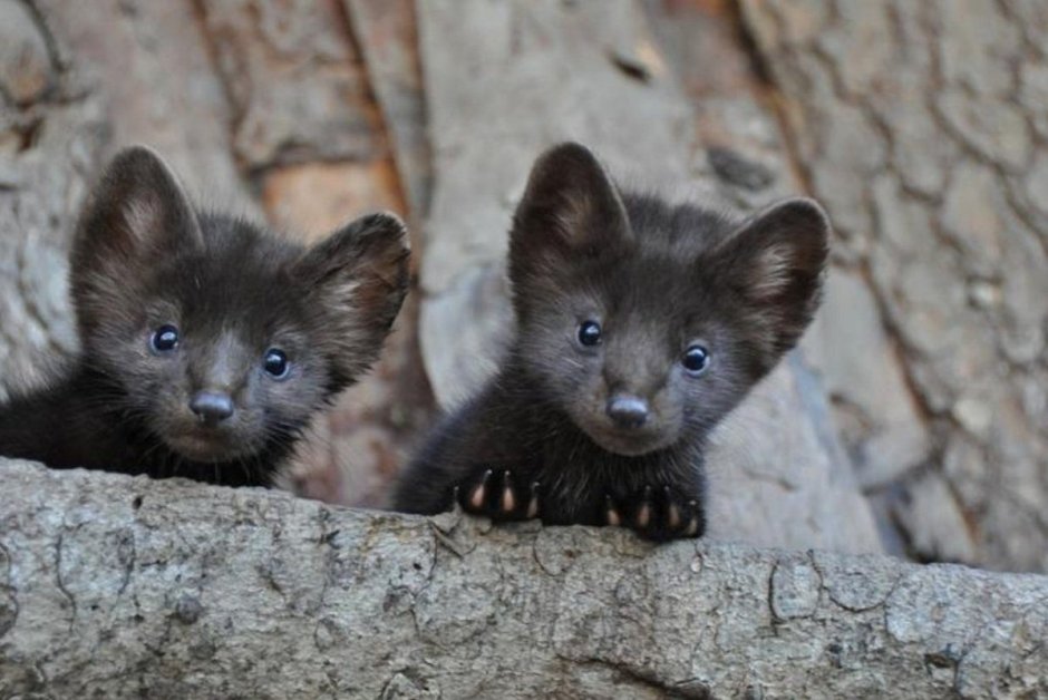 Алтайский Соболь