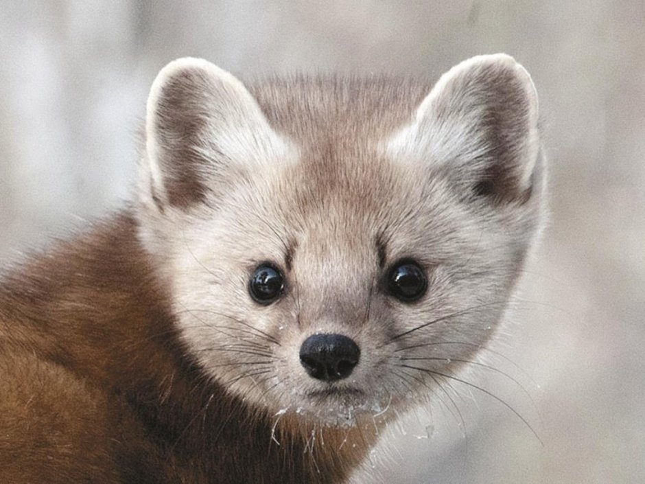 Соболь Баргузин мех чёрный