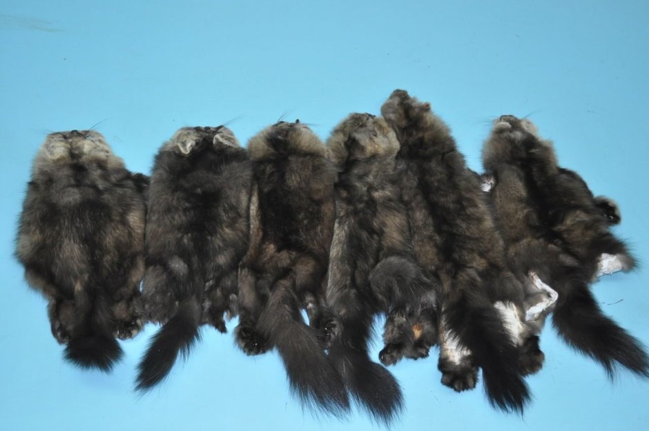 Соболь - martes zibellina