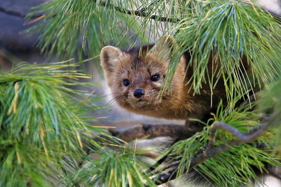 Горностай Таймыр