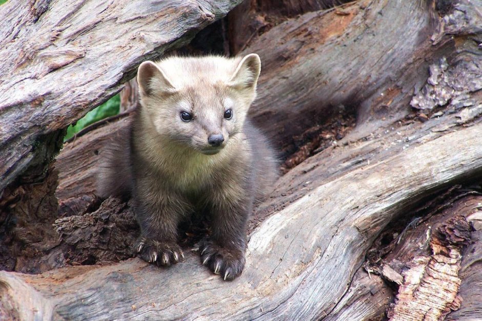 Соболь в Японии