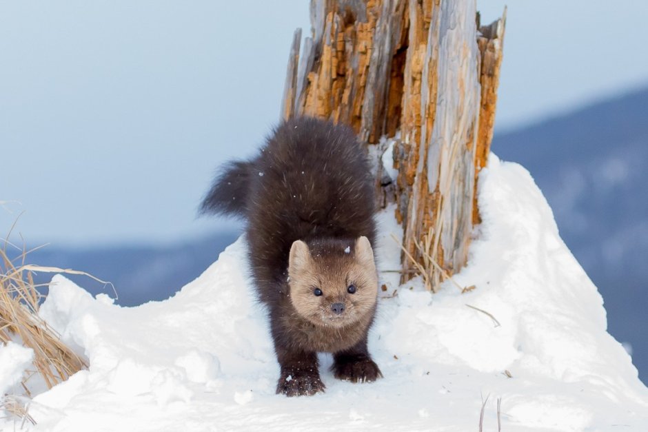 Баргузинский заповедник Соболь