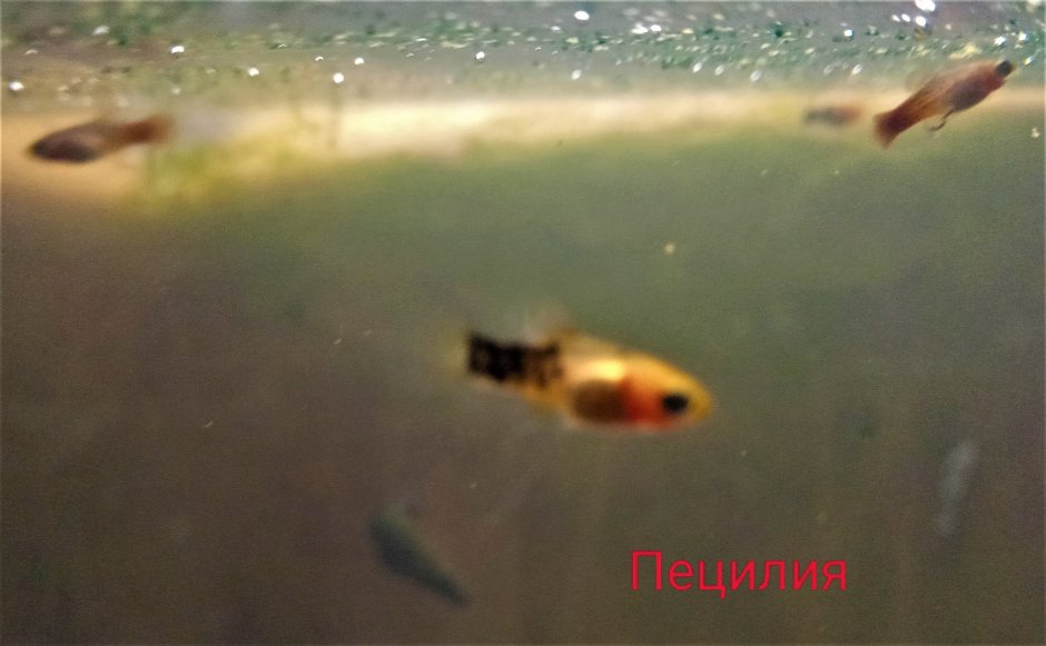 Улитки и креветки