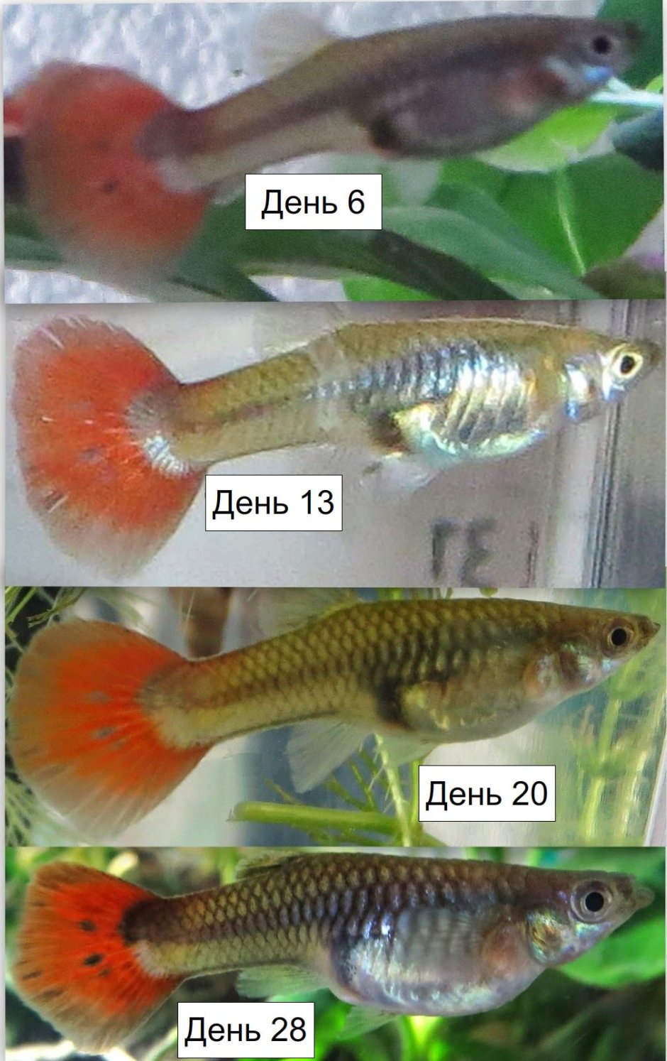 Гуппи Эндлера самка