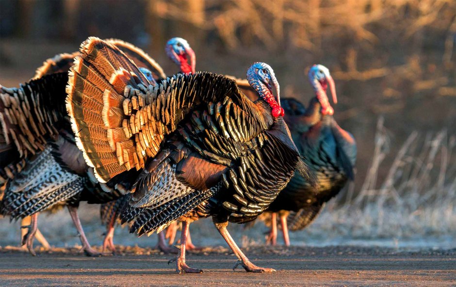 Индейка обыкновенная meleagris gallopavo
