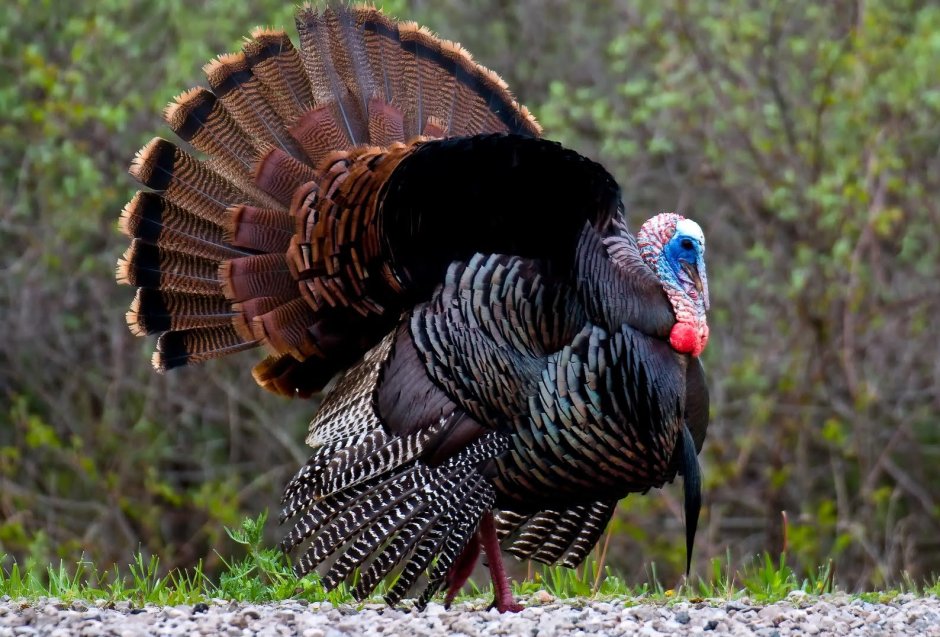 Индейка обыкновенная meleagris gallopavo