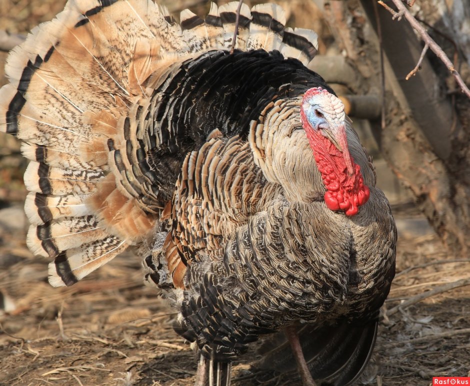 Wild Turkey Hunting