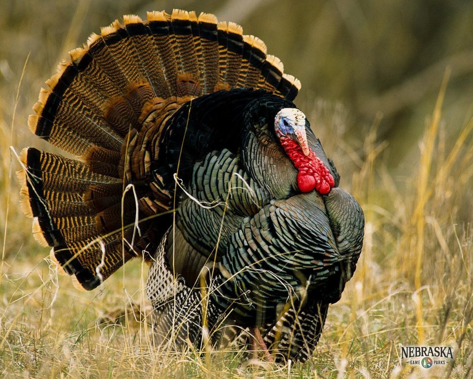 Turkey индюк