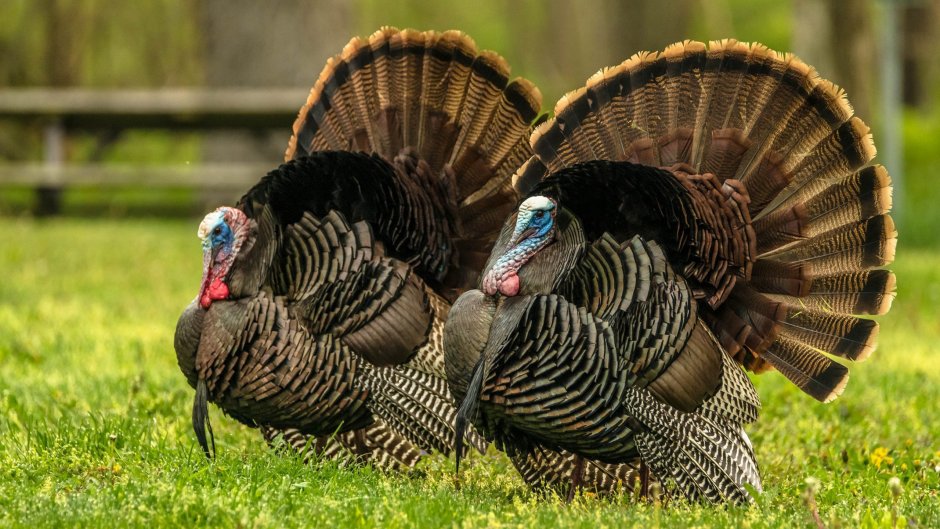 Индейка обыкновенная meleagris gallopavo