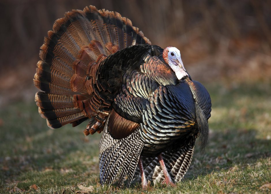 Wild Turkey Turkey