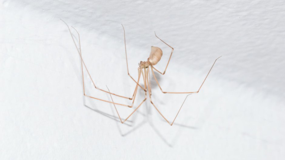 Pholcus phalangioides, Longbodied Cellar Spider