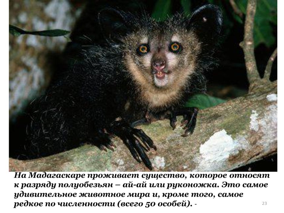 Лемур Айя Айя