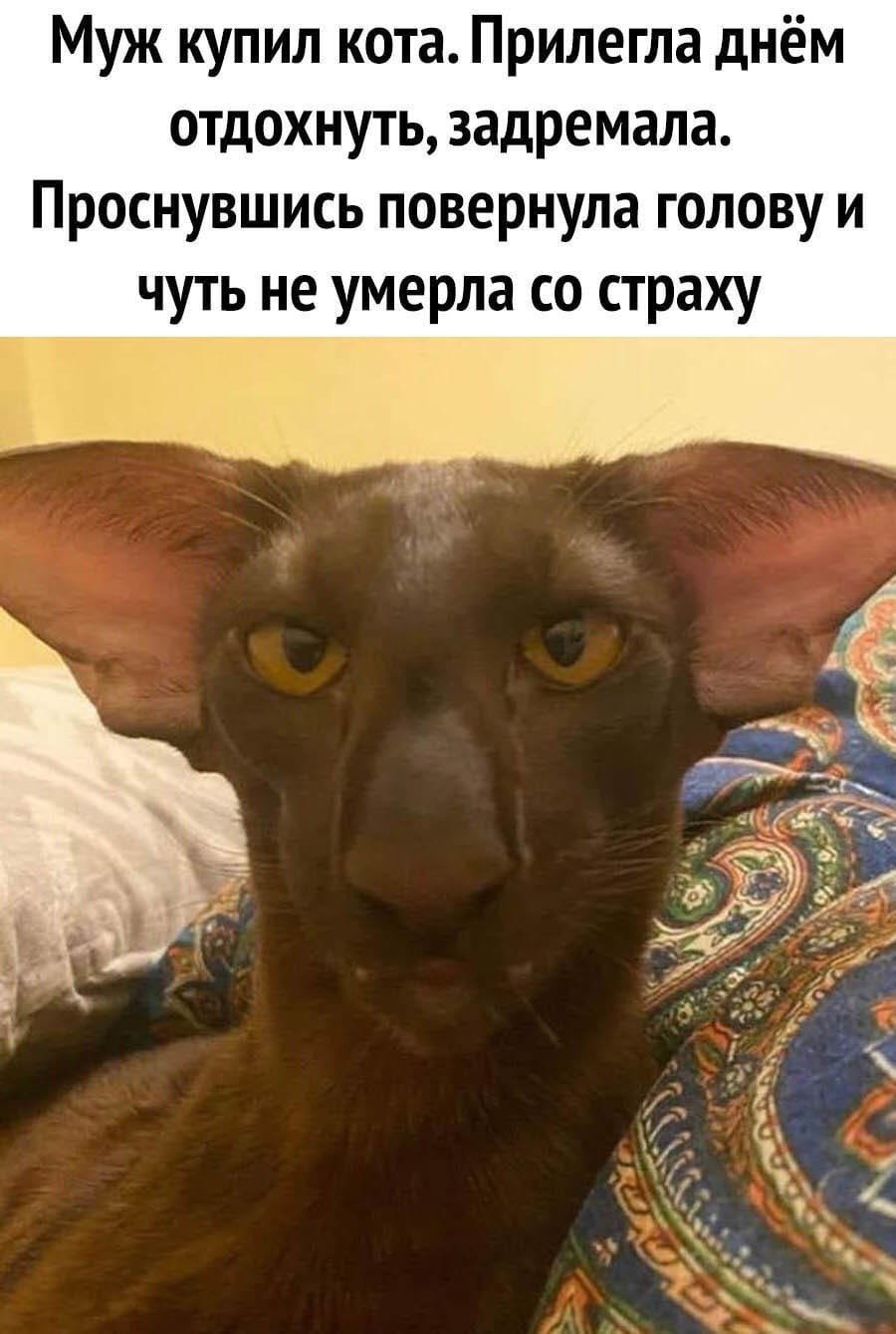 Носатый ориентальный кот