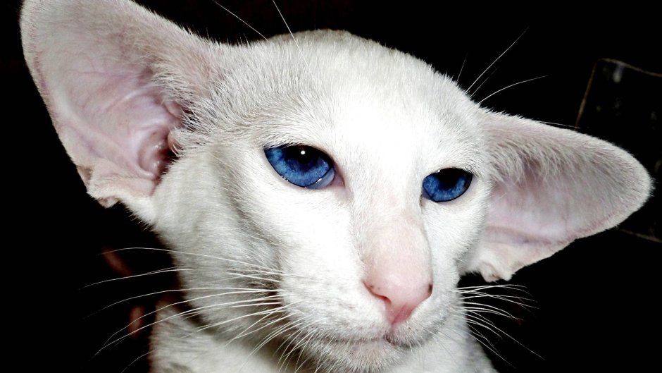 Ориентальный кот грузин