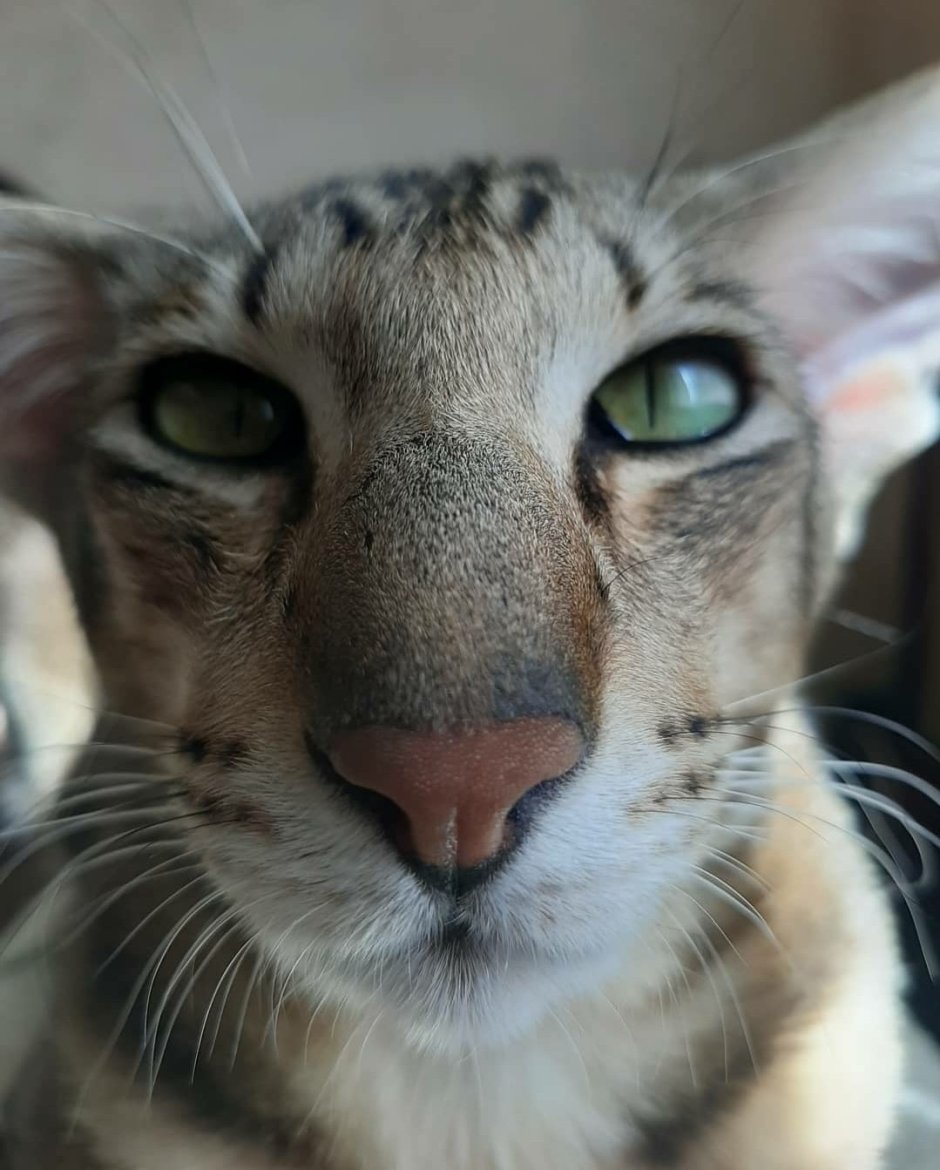 Ориентальная кошка вислоухая