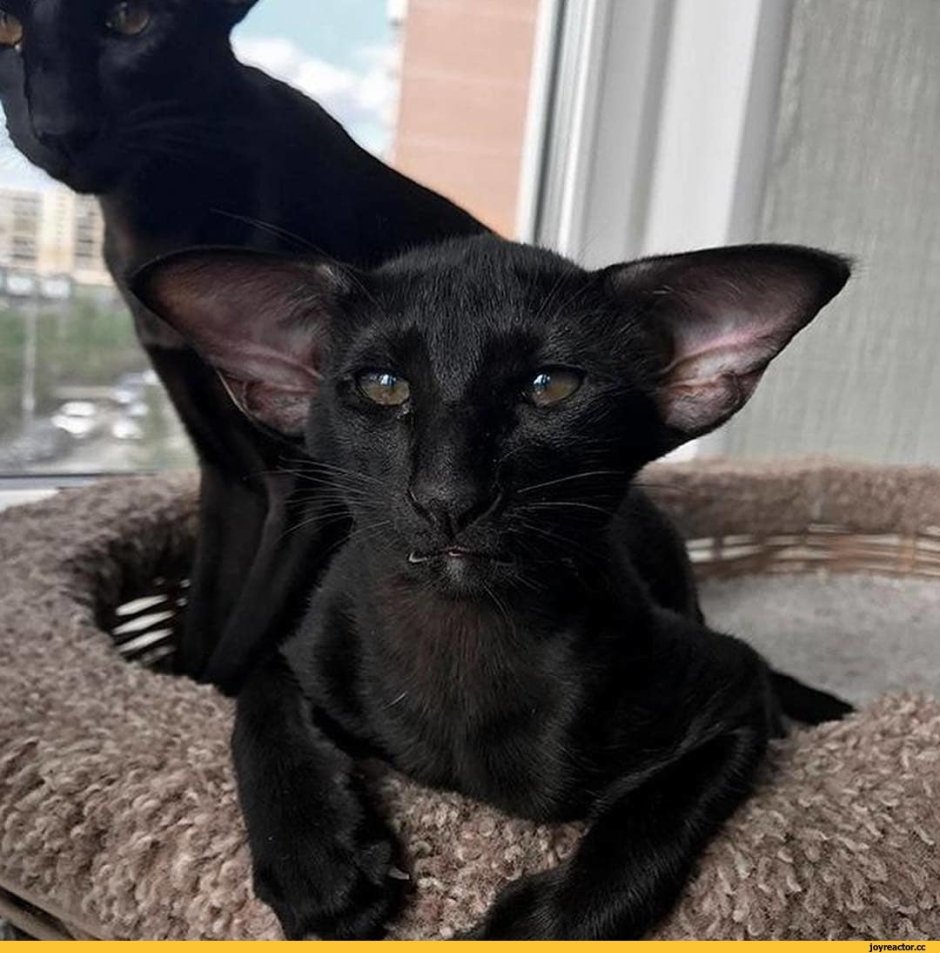 Кот Ориентал грузин