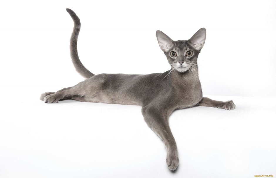 Абиссинская Ориентальная кошка