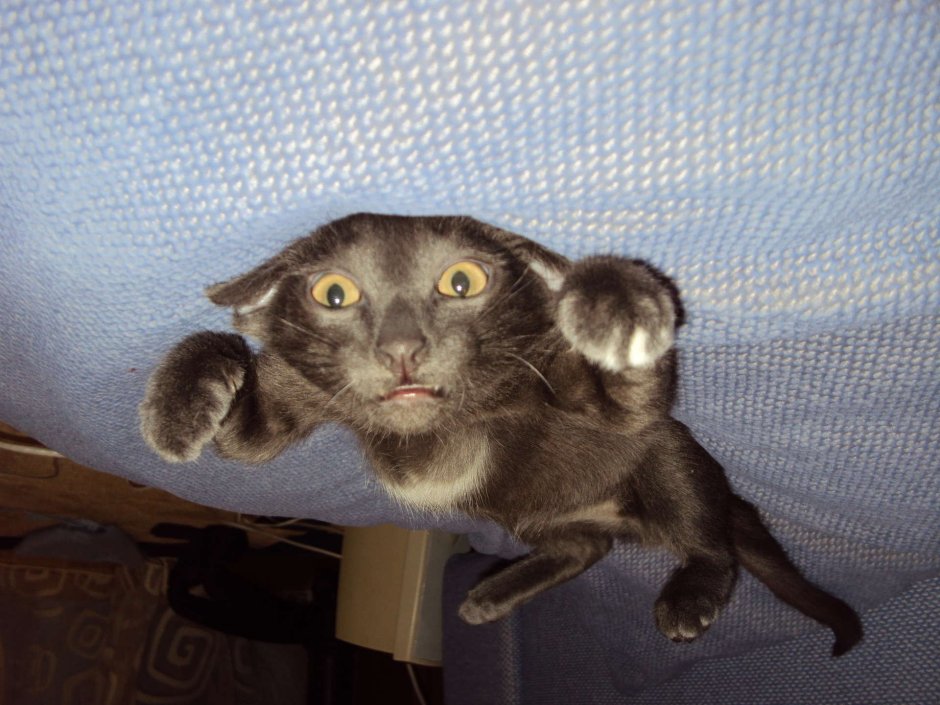 Кот поджал уши