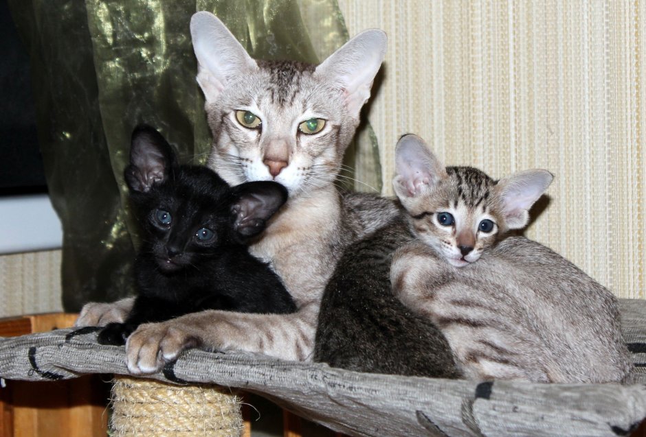 Вислоухие ориенталы